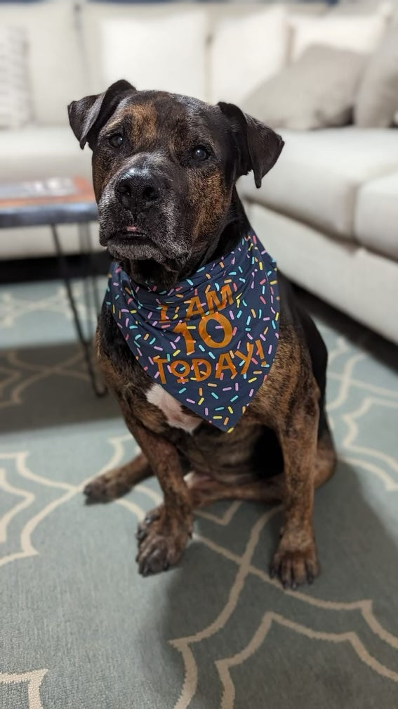 Birthday Sprinkles Bandana