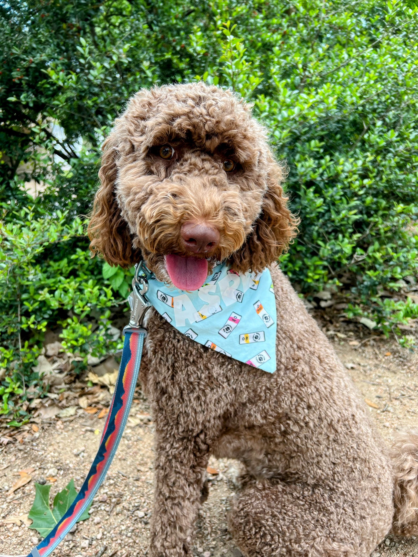 White Paw Bandana